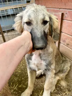 Selma ist eine Schmusekönigin    Bild 5