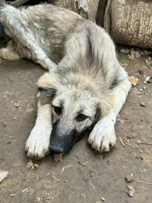 Selma ist eine Schmusekönigin    Bild 7