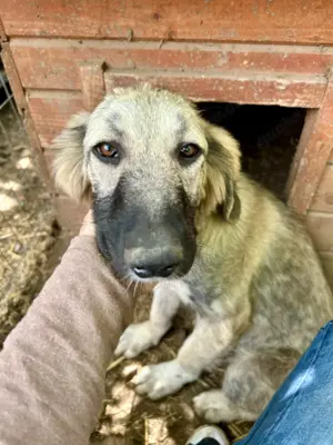 Selma ist eine Schmusekönigin    Bild 9