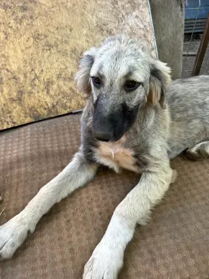 Selma ist eine Schmusekönigin    Bild 10