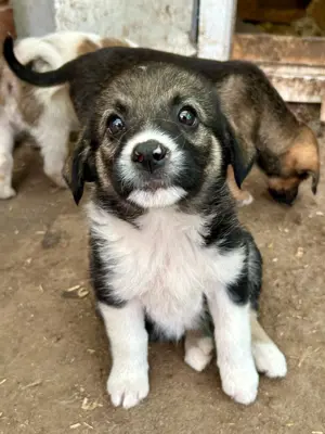 Laila bezaubert alle mit ihrem Charme Bild 7