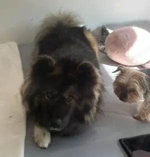 Amerikanischer Akita sucht zuhause.