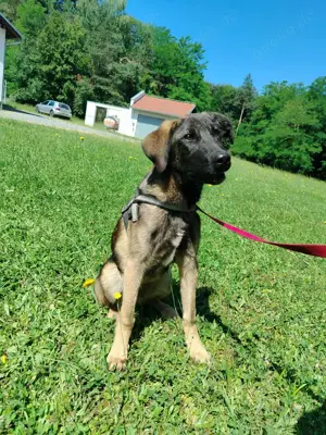 Toby junger Schäferhund Mischlingsrüde Mischling Rüde sucht Zuhause oder Pflegestelle Bild 2