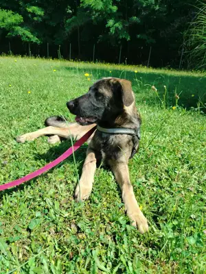 Toby junger Schäferhund Mischlingsrüde Mischling Rüde sucht Zuhause oder Pflegestelle Bild 5