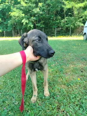 Toby junger Schäferhund Mischlingsrüde Mischling Rüde sucht Zuhause oder Pflegestelle Bild 8