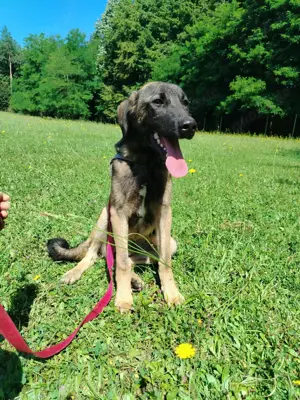 Toby junger Schäferhund Mischlingsrüde Mischling Rüde sucht Zuhause oder Pflegestelle Bild 4