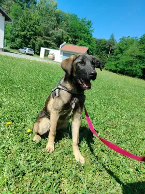 Toby junger Schäferhund Mischlingsrüde Mischling Rüde sucht Zuhause oder Pflegestelle Bild 3