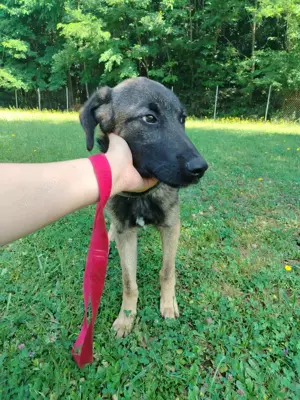 Toby junger Schäferhund Mischlingsrüde Mischling Rüde sucht Zuhause oder Pflegestelle Bild 7