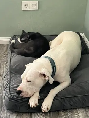 liebesbedürftige Dogo Hündin sucht Dich