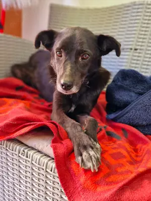 schwarze Schönheit, Aurora