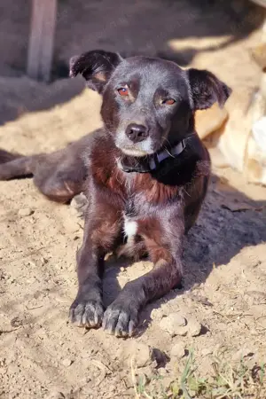 schwarze Schönheit, Aurora Bild 3