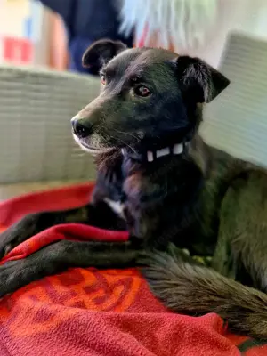 schwarze Schönheit, Aurora Bild 5