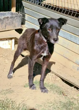 schwarze Schönheit, Aurora Bild 9