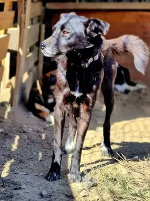 schwarze Schönheit, Aurora Bild 4