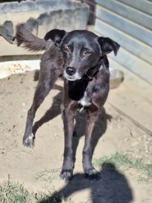 schwarze Schönheit, Aurora Bild 2