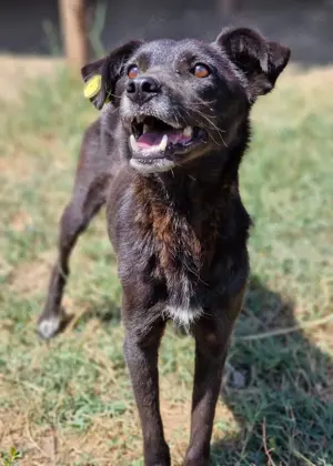 schwarze Schönheit, Aurora Bild 6