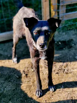 schwarze Schönheit, Aurora Bild 7