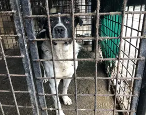 Imposanter Hudson sucht warmes XXL Körbchen Bild 3