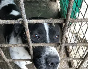 Imposanter Hudson sucht warmes XXL Körbchen Bild 4