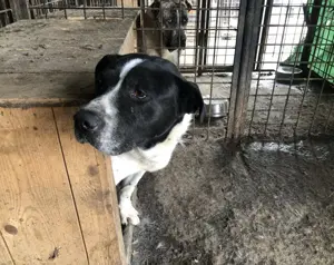 Imposanter Hudson sucht warmes XXL Körbchen Bild 6