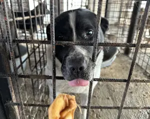 Imposanter Hudson sucht warmes XXL Körbchen Bild 2