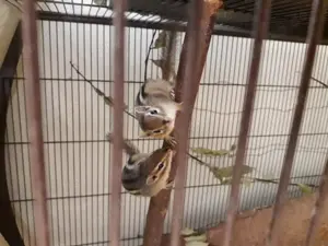 Streifenhörnchen Chipmunks 