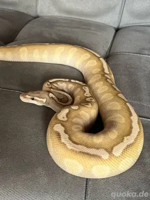 0,1 Mojave Enchi Ghi Vanilla 100%het Piebald