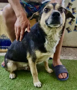 Muffin möchte aus dem Shelter geholt werden Bild 4