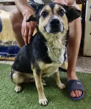 Muffin möchte aus dem Shelter geholt werden Bild 2