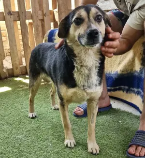 Muffin möchte aus dem Shelter geholt werden Bild 9