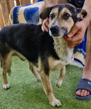 Muffin möchte aus dem Shelter geholt werden Bild 7