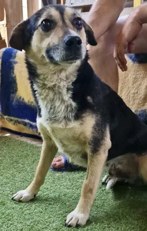 Muffin möchte aus dem Shelter geholt werden Bild 8