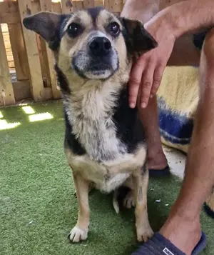 Muffin möchte aus dem Shelter geholt werden Bild 5