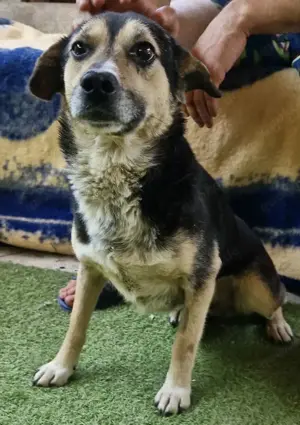 Muffin möchte aus dem Shelter geholt werden Bild 6