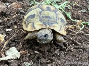 Griechische Landschildkröte 
