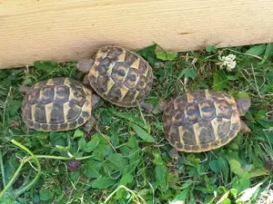 Griechische Landschildkröten Thh, NZ 2024