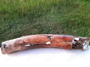 Fossiler Mammut Stoßzahn Fragment  ca. 60 cm lang ca 8 - 10 cm Durchmesser