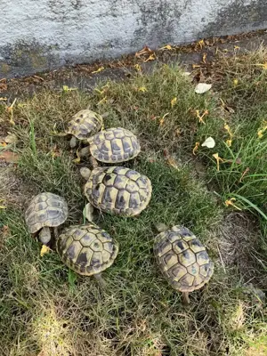 Griechische Landschildkröten THB suchen ein neues Zuhause