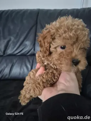 Pudelwelpe zu verkaufen, Kontakt per WhatsApp: 15753187466