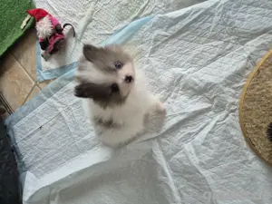 zwergspitz pomeranian welpen zu verkaufen 