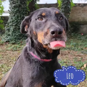 Leo, wunderschöner und lieber Beauceron Mischling