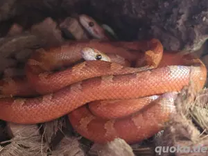 1.2 Kornnatter Hypo Bloodred Pied Bild 2