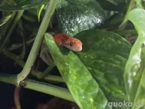 1.2 Kornnatter Hypo Bloodred Pied