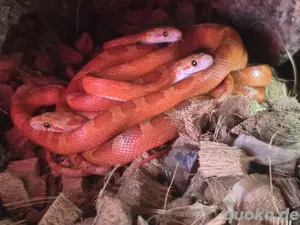 1.2 Kornnatter Hypo Bloodred Pied Bild 3