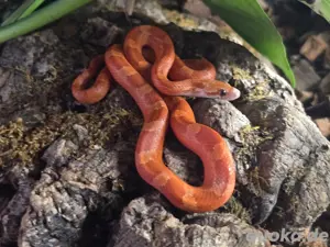 1.2 Kornnatter Hypo Bloodred Pied Bild 4