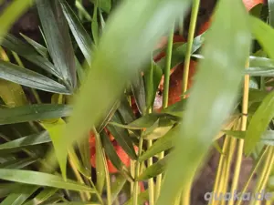 1.2 Kornnatter Hypo Bloodred Pied Bild 5