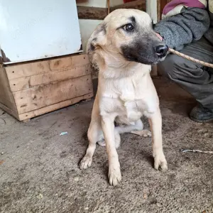 Rüde 181167 stellt sich vor Bild 2