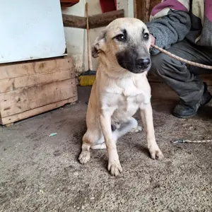 Rüde 181167 stellt sich vor Bild 3