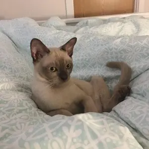 männliches Burma-Kätzchen