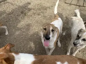 Rüde Gonzo sucht seine Menschen Bild 2